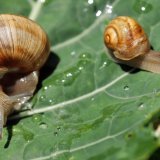 La production d'escargots sera autorisée dans les exploitations agricoles suisses (archives). KEYSTONE/ALESSANDRO DELLA BELLA